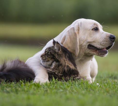 image of a cat and a dog laying down in a field joyed in the knowledge that their owners have bought them the best pet Insurance in Foley, AL